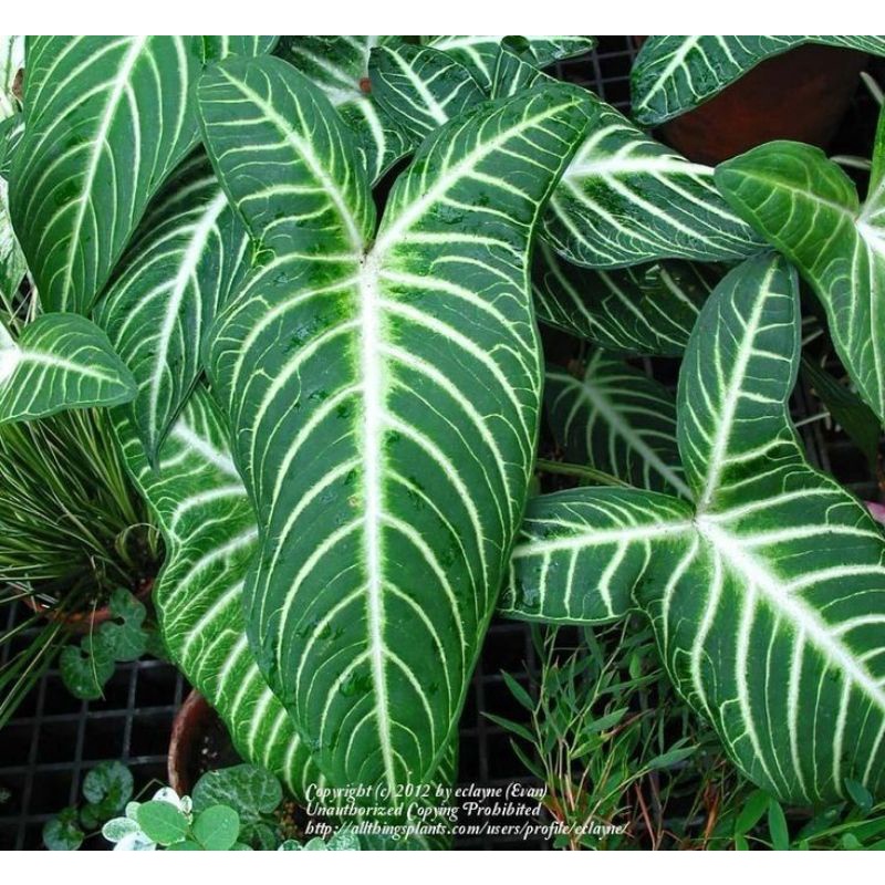 Chậu cứng Caladium lindenii