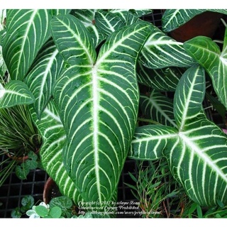 Chậu Caladium Lindenii - Môn Thái Lindenii