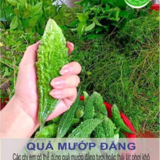 Nước Tắm Thảo Dược
