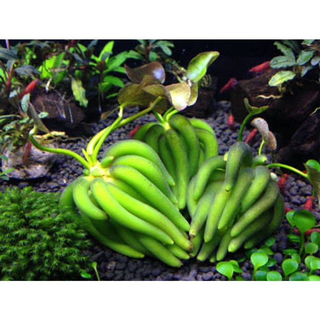 Trang Chuối thủy sinh - Cây Thủy Sinh dễ trồng không Co2