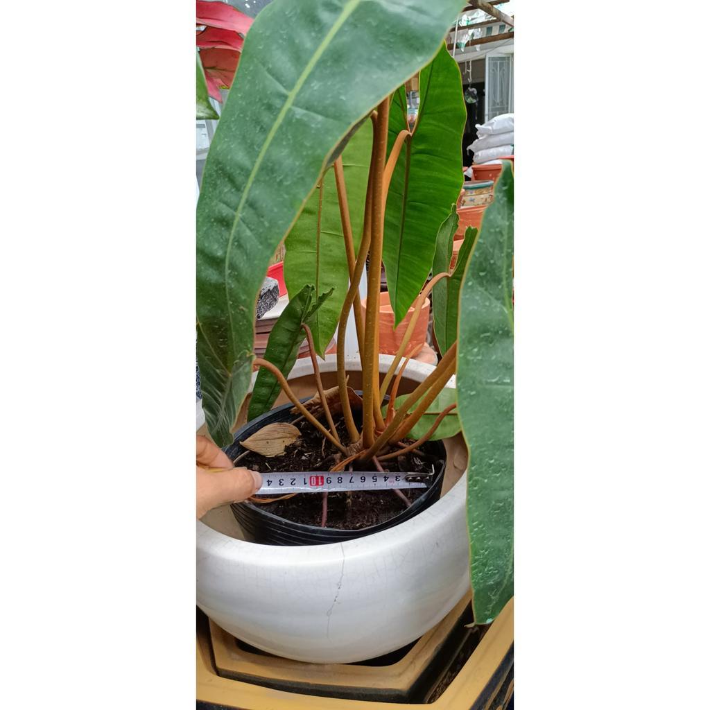 cây hồng hạc Cây Philodendron Billietiae {hình thật cao khoảng 40 50cm}