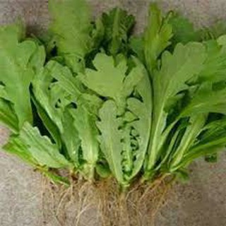 ( BOK GARDEN ) HẠT GIỐNG CẢI CÚC 20GR