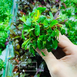 Cây thủy sinh Hoàng Thái Dương (Hậu cảnh) (Chỉ ship miền Bắc và đầu miền Trung)