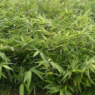 giống cây măng sặt( trúc cần câu)