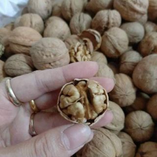 Quả óc chó