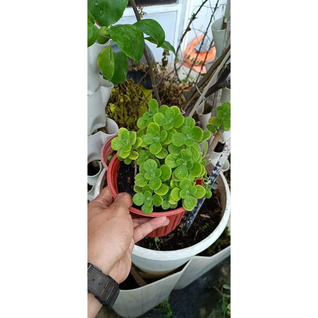 Cây sen đá thơm - Nhất mạt hương đường kính 15-20 cm