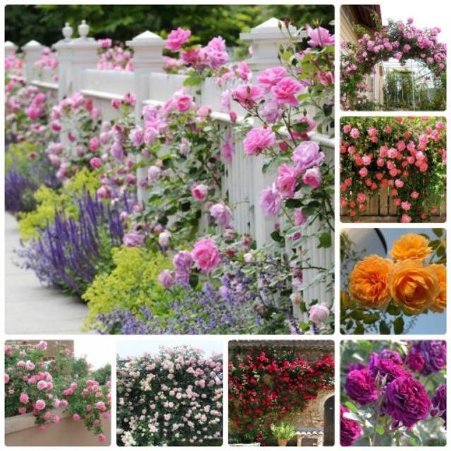 Hạt giống hoa Hồng leo Pháp Nhiều màu TẶNG 1 phân bón 20H - HẠT GIỐNG HOA HỒNG LEO PHÁP  KHUYẾN MẠI TẾT