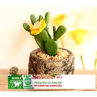 Hạt giống Xương rồng tai thỏ 20 hạt ĐẾN MÙA TRỒNG TẾT