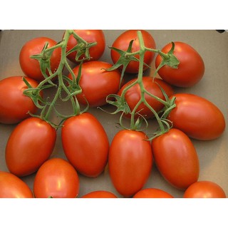Hạt giống Cà chua Ý Roma Tomato