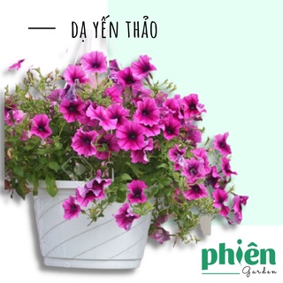 Hoa Dạ Yến Thảo màu hồng, tím kèm chậu nhựa treo để ban công