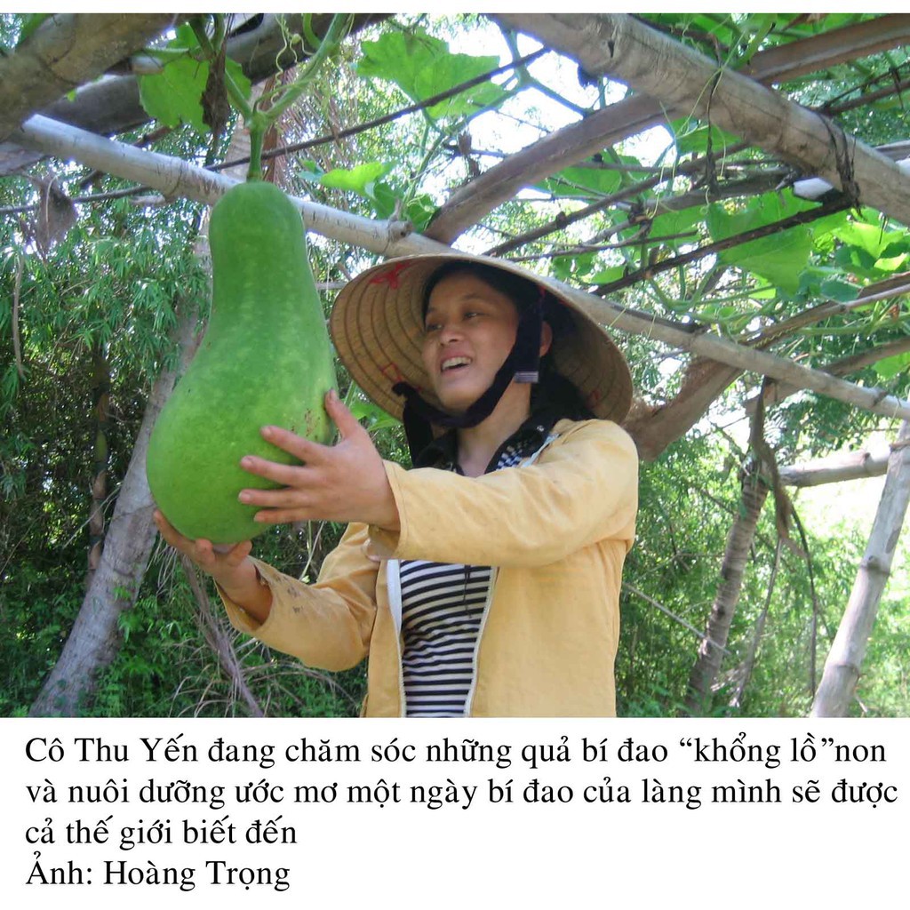 Hạt giống bí đao xanh khổng lồ - 5 hạt