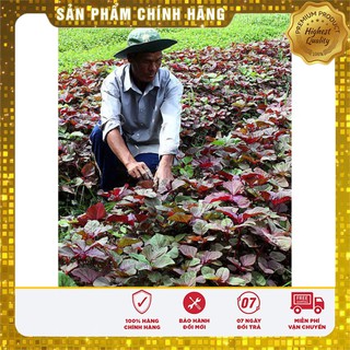 Hạt Giống Rau Dền Đỏ(20gr)