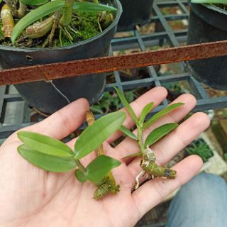 Kei giống Lan Trầm Rồng Đỏ