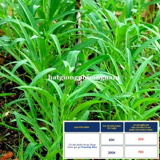 50GR - HẠT GIỐNG RAU MUỐNG