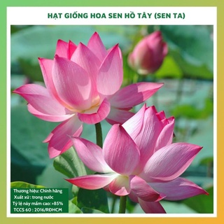 Hạt giống hoa sen ta đẹp dễ trồng chăm sóc tỉ lệ nảy mầm cao 10 HẠT gieo trong chậu ao hồ