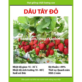 Hạt giống Dâu tây đỏ - Gói 50 hạt