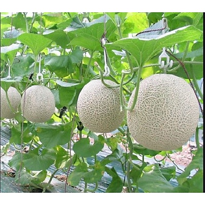 Hạt Giống DƯA LƯỚI F1HN-28 (0,5 Gr)