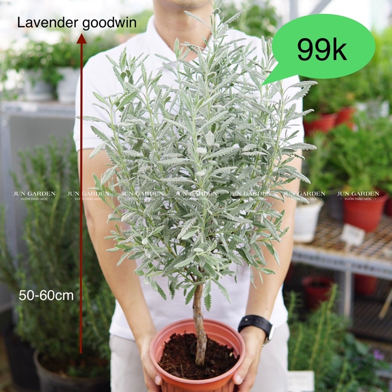 Cây Lavender Goodwin Dáng Tree Bonsai Đẹp Khoẻ Dễ Trồng Và Chăm Sóc Jun Garden
