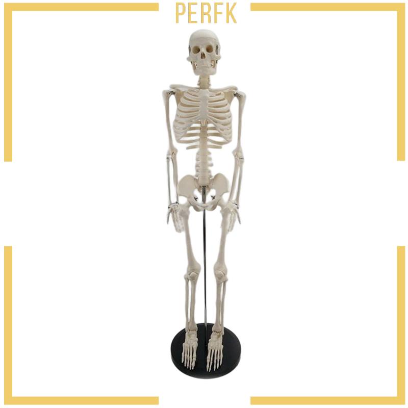 Mô Hình Bộ Xương 85cm Dùng Dạy Học