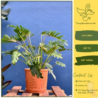 Cây trầu bà chân vịt chậu c7 - cây cảnh - cây ưa mát - cây nhỏ