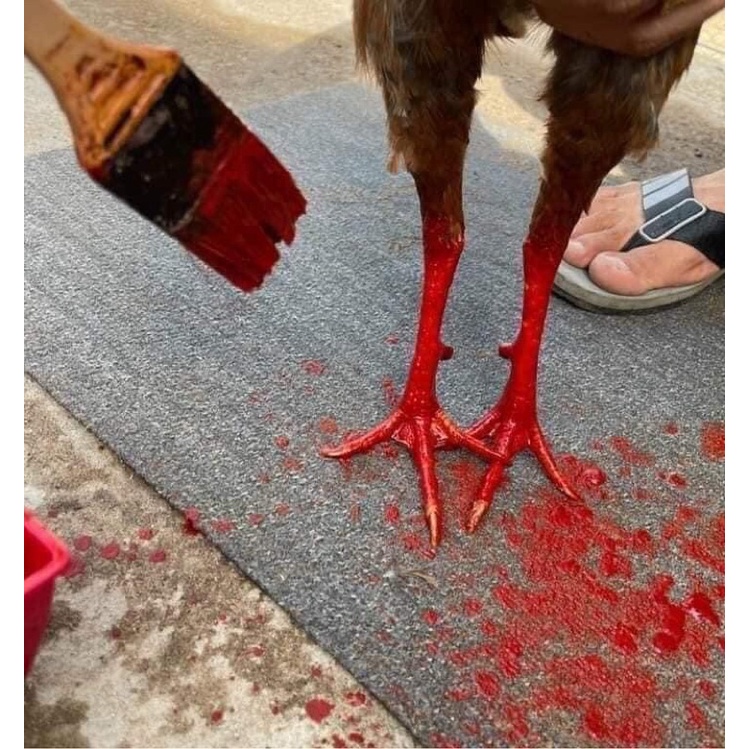Nghệ đỏ sài gòn om gà đá