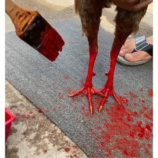 Nghệ đỏ sài gòn om gà đá