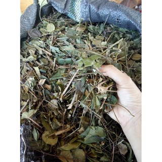 1kg chè vằng sẻ quảng trị