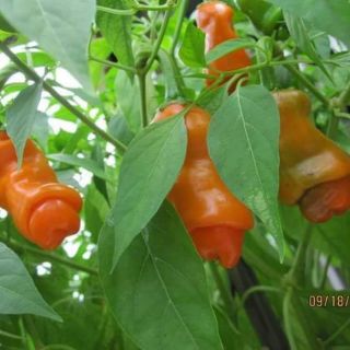 Hạt giống ớt cu tí