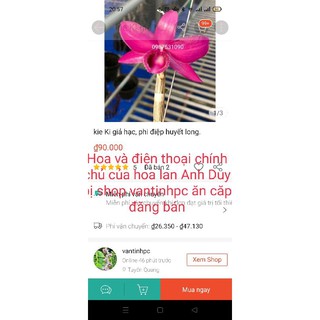 Phi điệp, giả hạc tím huế
