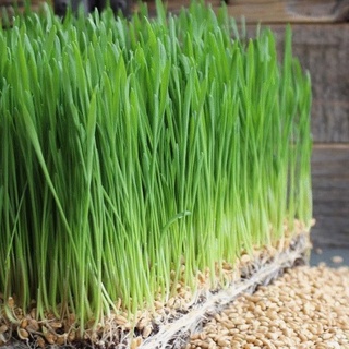 Hạt giống cỏ lúa mì ,lúa mạch (dinh dưỡng cao) --gói 50 gram