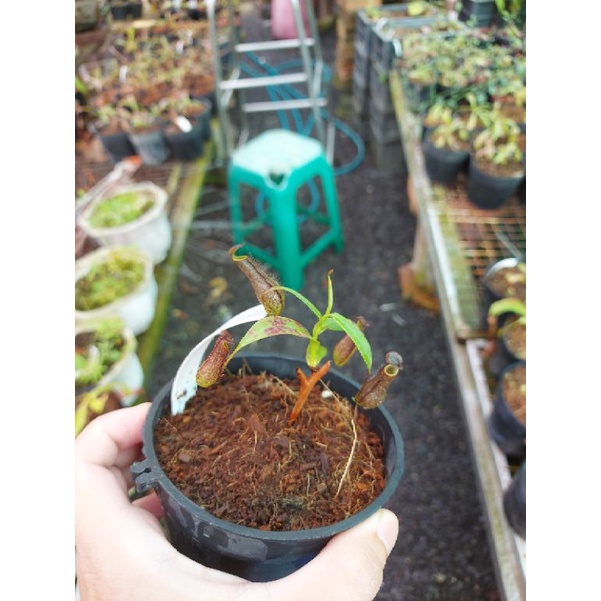 Cây nắp ấm  N. gracilis black