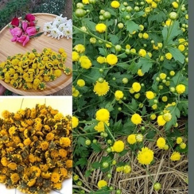 Cúc chi rũ làm trà