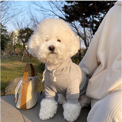 Áo Nỉ Thu Đông Cho Thú Cưng Chó Mèo Schnauzer Yorkshire Teddy Bichon Pood