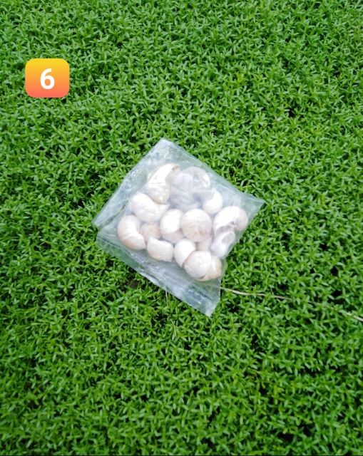 [Hàng Có Sẵn] Vỏ Ốc BIỂN TRANG TRÍ | BigBuy360 - bigbuy360.vn