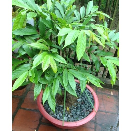 Cây Hoàng Lan Hoa Vàng  Siêu Thơm 60cm 971