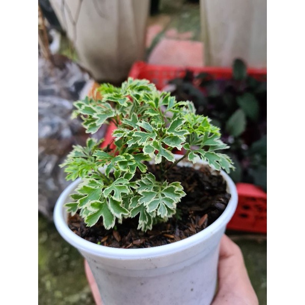 Cây đinh lăng cẩm thạch thái
