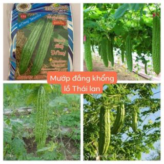 MƯỚP ĐẮNG KHỔNG LỒ THÁI LAN