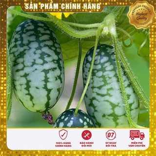 Hạt giống Dưa Hấu Mini 10 Hạt