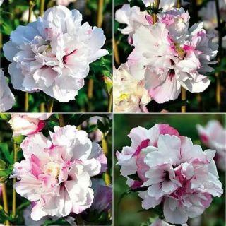 Cây giống râm bụt kép ngoại