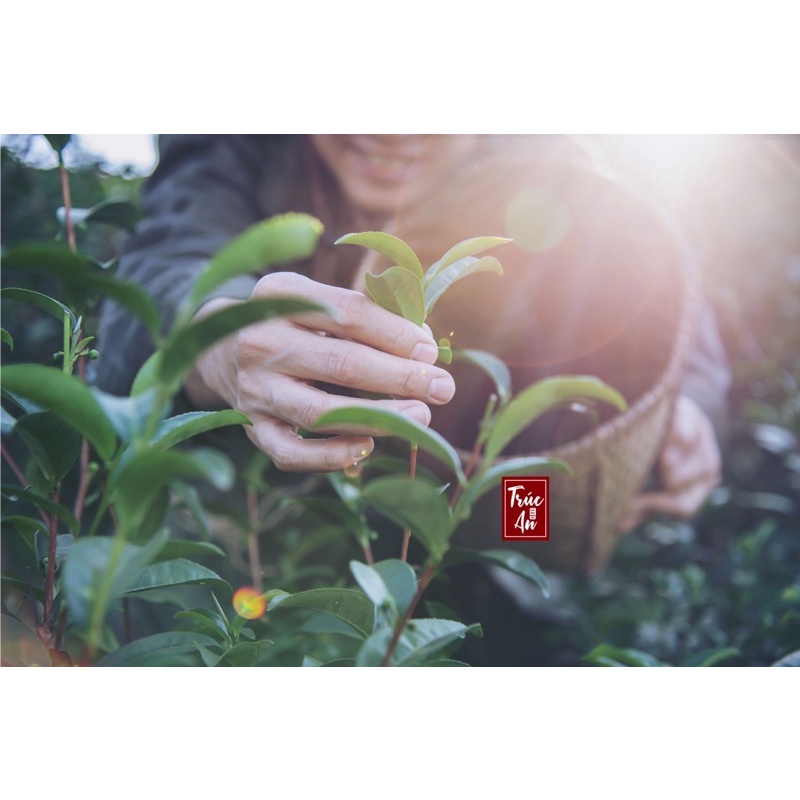 [HOẢ TỐC] Lá trà xanh Đà Lạt organic, hàng sạch, tươi, hái mỗi ngày