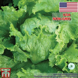 100h Hạt Giống Xà Lách Cuộn - Chịu Nhiệt WEBBS (Lactuca sativa)  TRO GIA