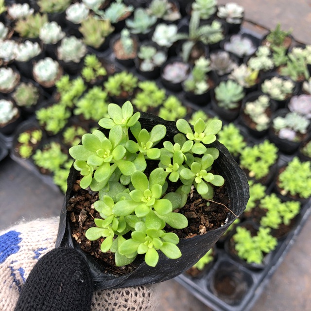 Sedum hoa hồng xanh (hàng hiếm)