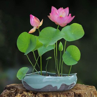 [Siêu khuyến mại] (Đã cắt đầu) Sen Mini Nhật màu ngẫu nhiên