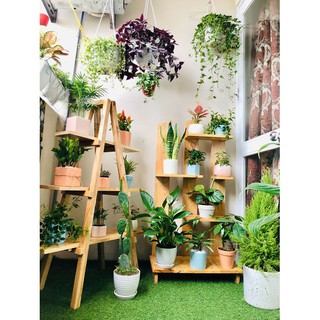 kệ để chậu hoa cây cảnh trong nhà kệ gỗ thông tự nhiên kích thước 100cmx25x50 cm