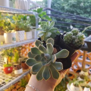 Cây lưỡi hổ thái - TẶNG KÈM PHÂN BÓN