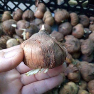 1Kg Củ hoa Lay ơn (Củ Dơn) size to, bao khỏe đẹp hàng hà lan nhập chuẩn