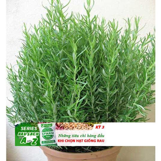 10h Hạt Giống Hương Thảo Rosemary