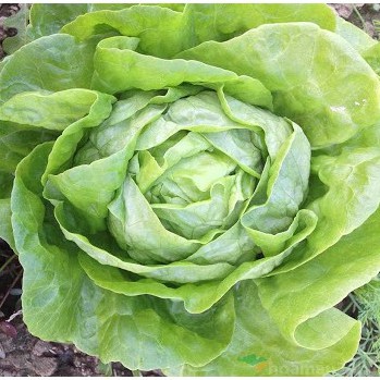 Hạt Giống Xà Lách Búp ITALIA