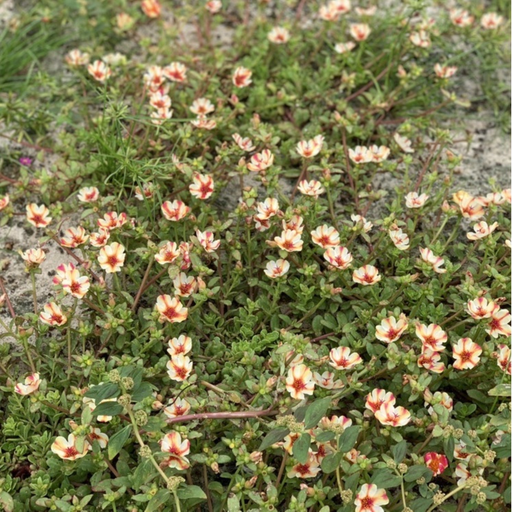 Hoa sam đơn 1kg combo 22 màu