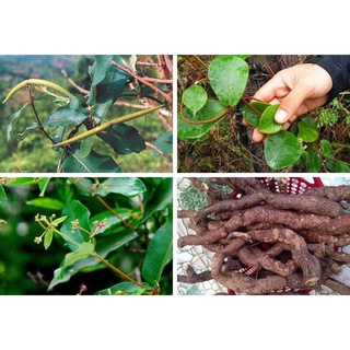 Hà thủ ô khô 500g (gồm thân cành lá)